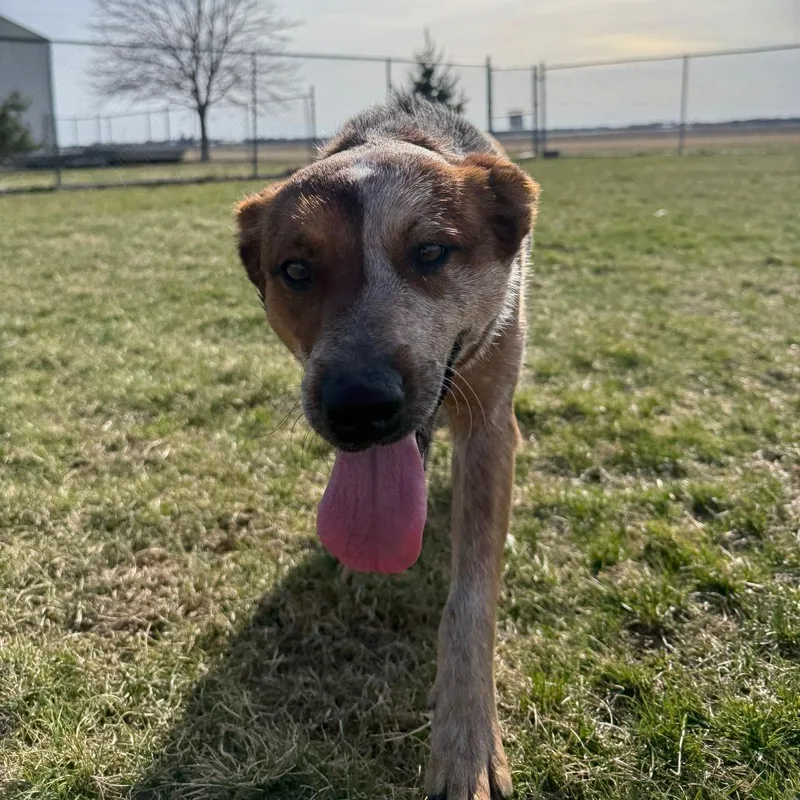 Red Fern thumbnail 6