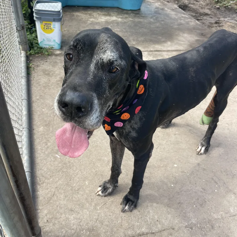 An adult extra large-sized male Great Dane dog named Atlas for adoption in Sebring, FL