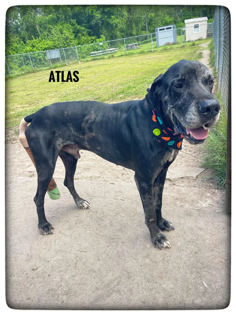 Atlas thumbnail 2