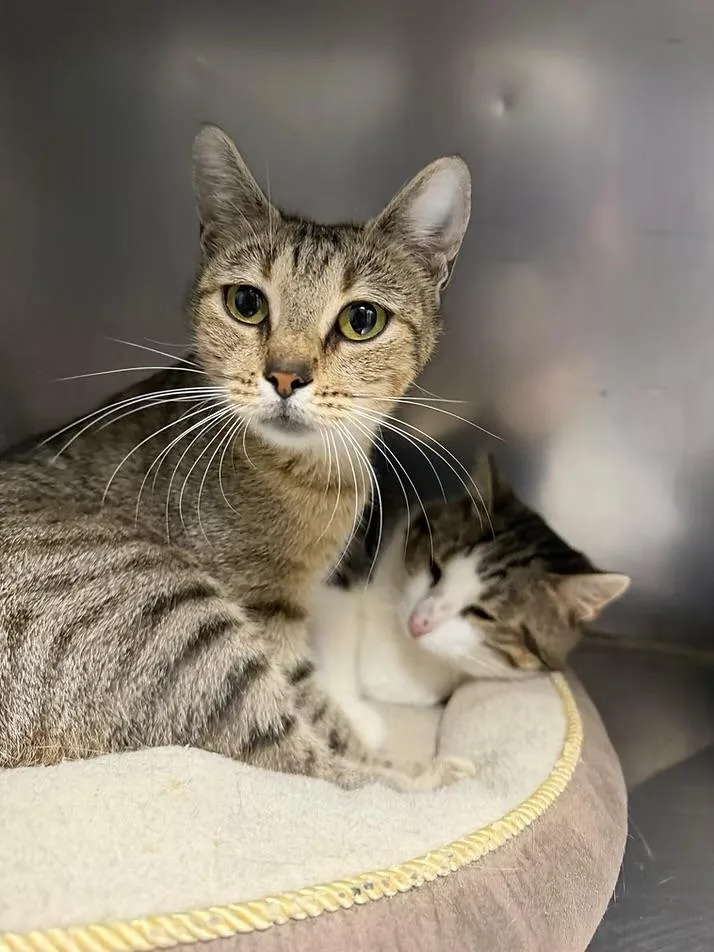 A young medium-sized female Tabby (Gray / Blue / Silver) Domestic Short Hair cat named Candace for adoption in Loogootee, IN