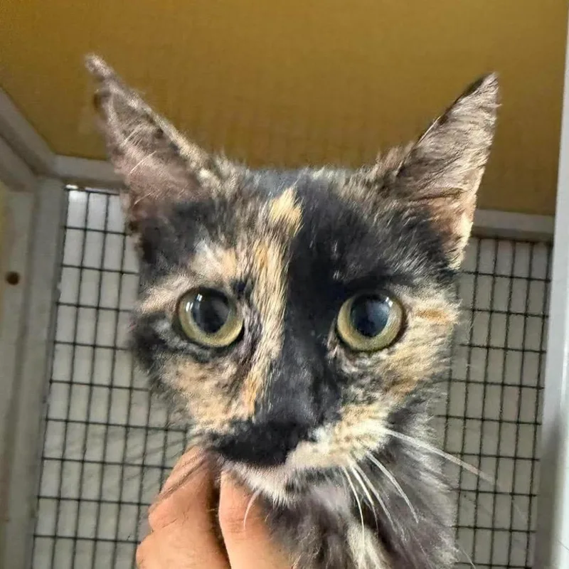A young medium-sized female Tortoiseshell Domestic Short Hair cat named Espresso for adoption in San Diego, CA