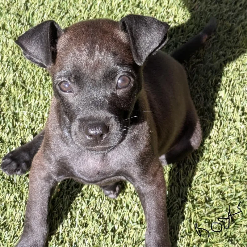 A baby medium-sized female Black Mixed Breed dog named Boots for adoption in LOXAHATCHEE, FL