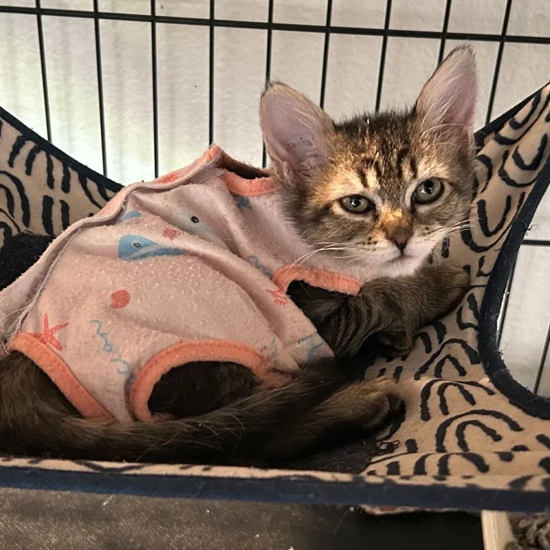 A baby small-sized female Brown / Chocolate Domestic Short Hair cat named Mouse for adoption in Escondido, CA