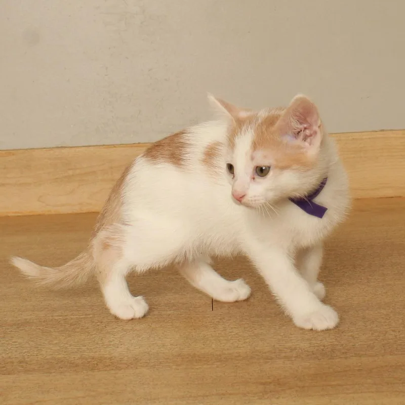A baby small-sized male White Domestic Short Hair cat named Banana C for adoption in Minnetonka, MN
