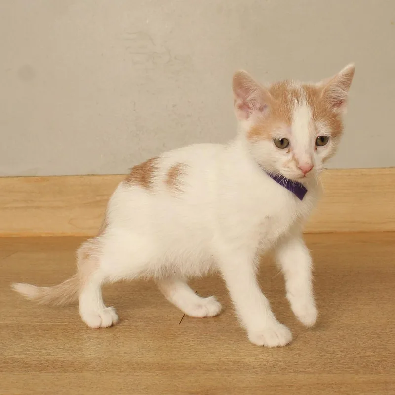Banana C thumbnail 2
