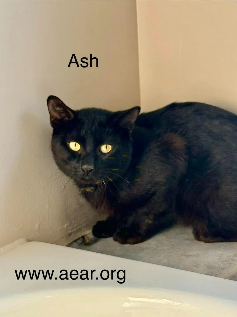 A baby medium-sized male Domestic Medium Hair cat named Ash for adoption in Libertyville, IL