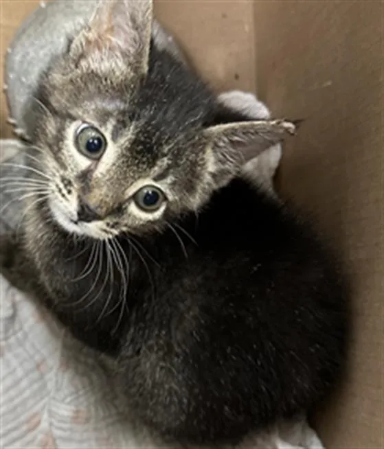 A baby small-sized male Domestic Short Hair cat named Patter for adoption in Las Vegas, NV