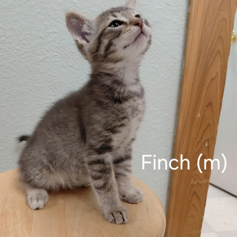 Finch