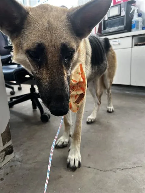 An adult medium-sized female German Shepherd Dog dog named Grace for adoption in Dallas, TX