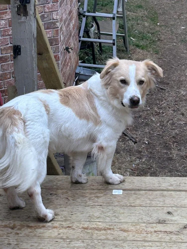 An adult large-sized male White / Cream Border Collie dog named Shayne for adoption in Boston, MA