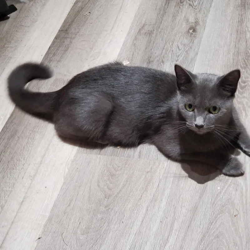 A young medium-sized female Russian Blue cat named Momma Molly for adoption in White, GA