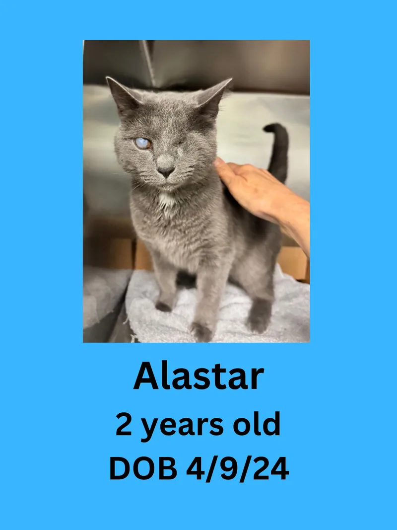 An adult medium-sized male Gray / Blue / Silver Domestic Short Hair cat named Alastar for adoption in Ravenna, OH