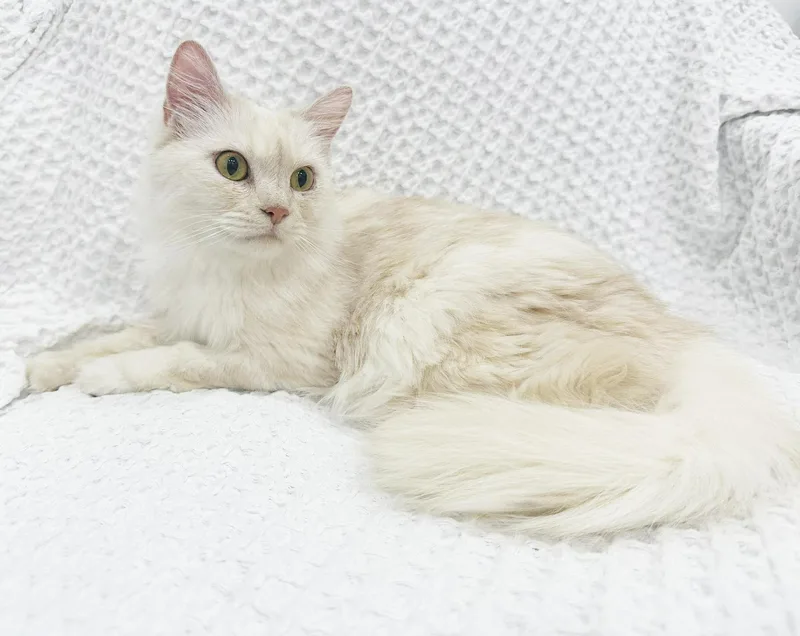 Buttercup Is Wow What thumbnail 2