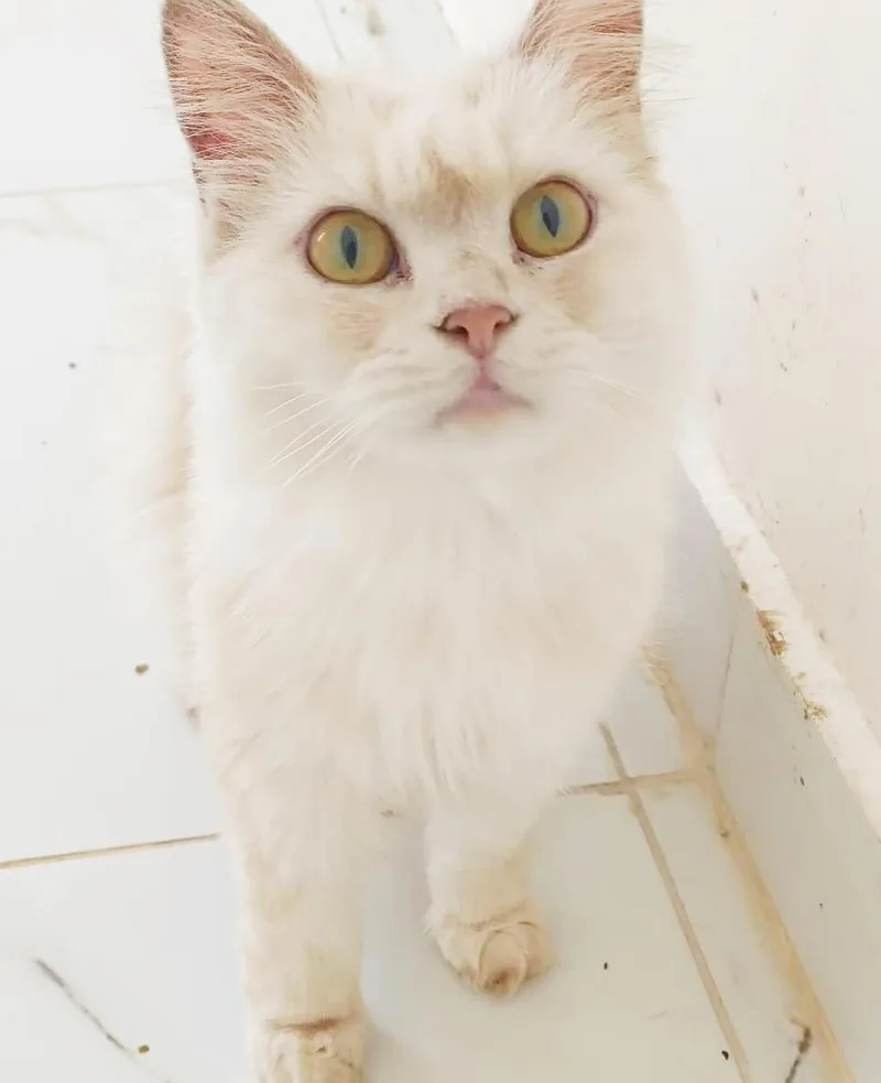 Buttercup Is Wow What thumbnail 3