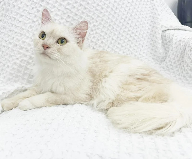 Buttercup Is Wow What thumbnail 4