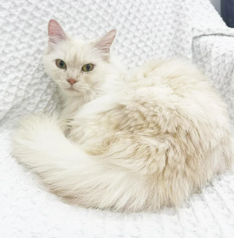 Buttercup Is Wow What thumbnail 5