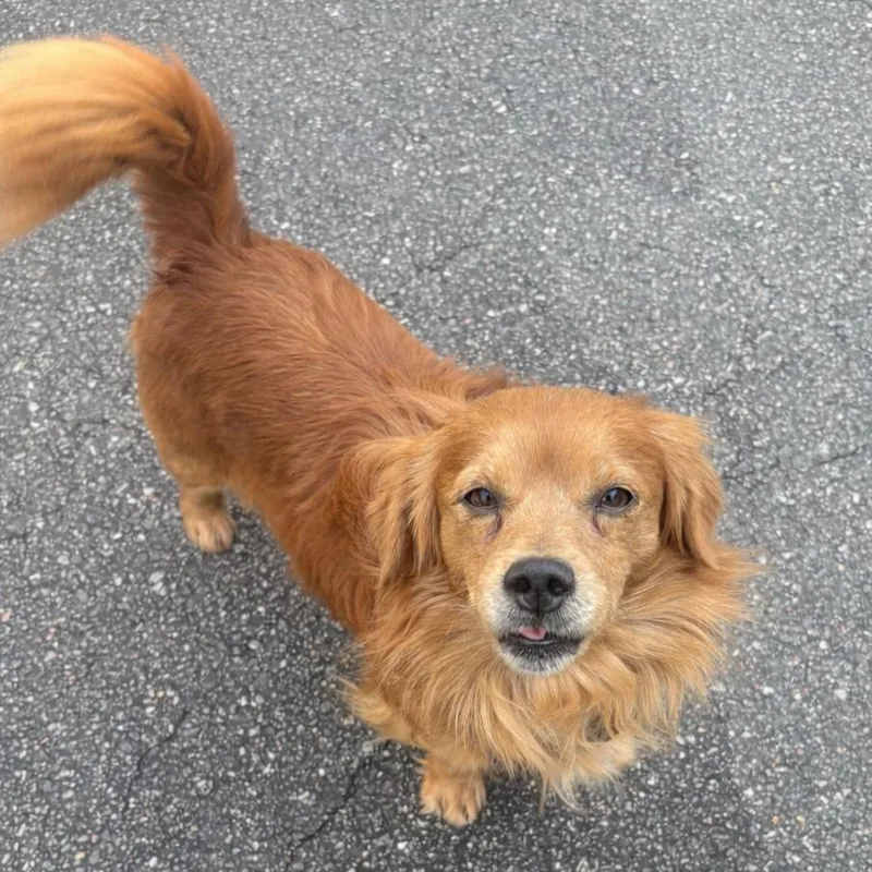 An adult small-sized male Brown / Chocolate Dachshund dog named Shaggy for adoption in Morganton, NC