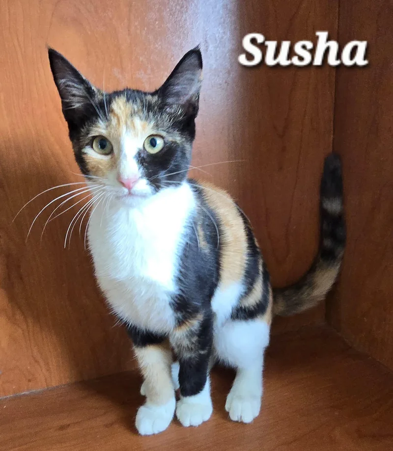 A young medium-sized female Calico cat named Susha for adoption in miami, FL