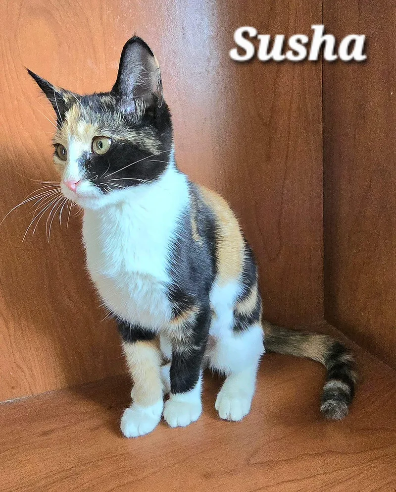 Susha thumbnail 2