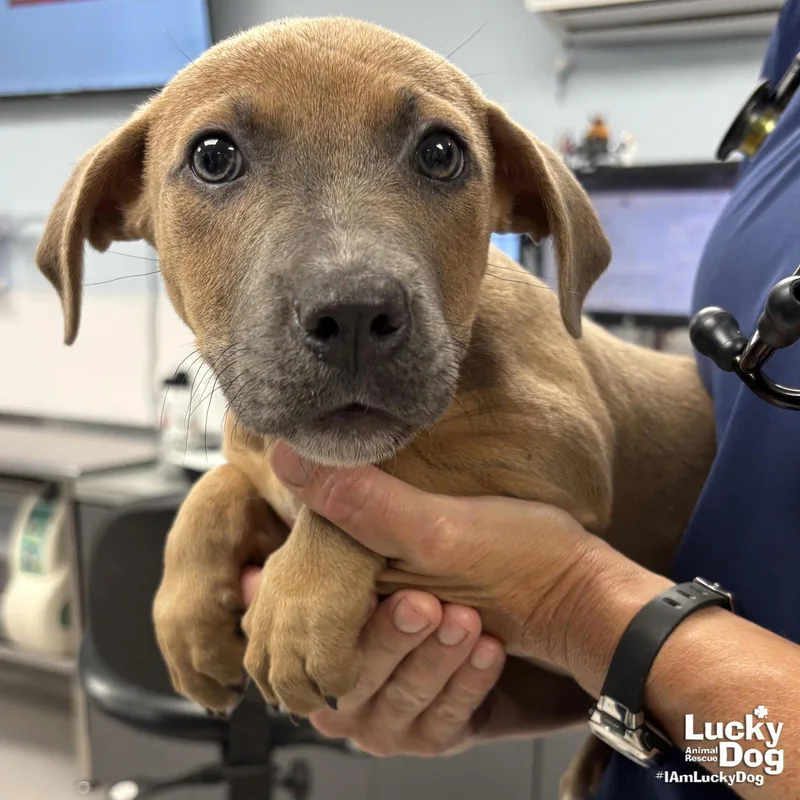 A baby large-sized female Dachshund dog named Ethel for adoption in Washington, DC