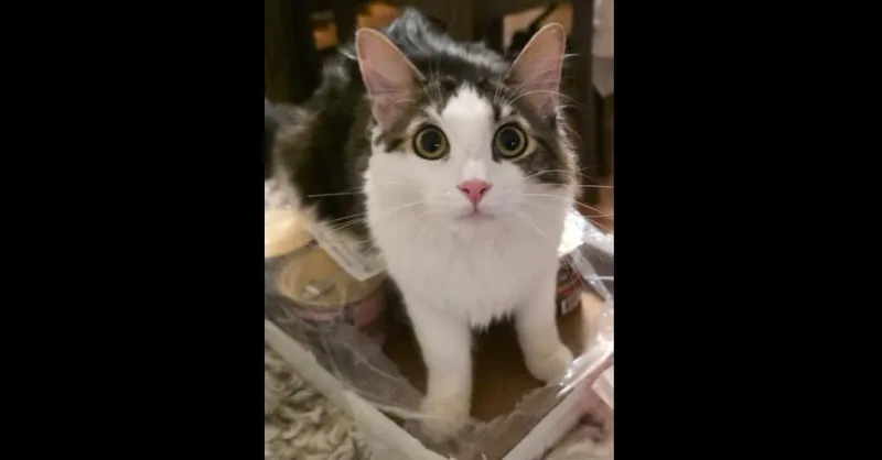 A baby small-sized female Domestic Medium Hair cat named Bookmark for adoption in Dallas, TX