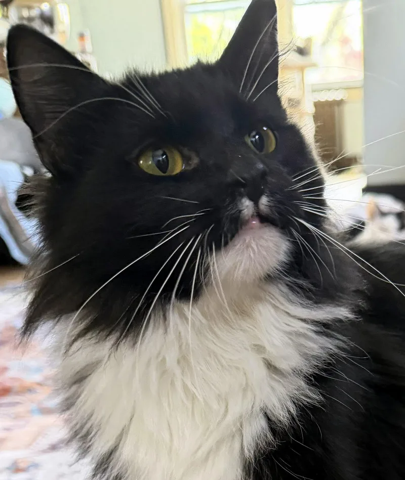 An adult medium-sized female Black & White / Tuxedo Domestic Long Hair cat named Effie for adoption in Pittsburgh, PA