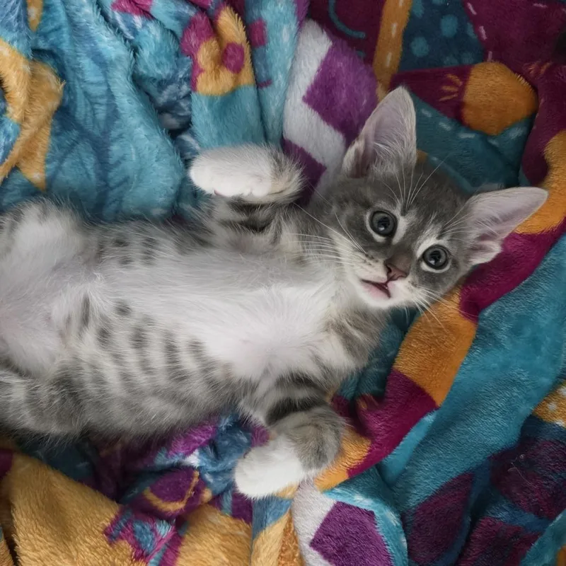 A baby small-sized male Gray / Blue / Silver Domestic Long Hair cat named Bronx for adoption in San Antonio, TX
