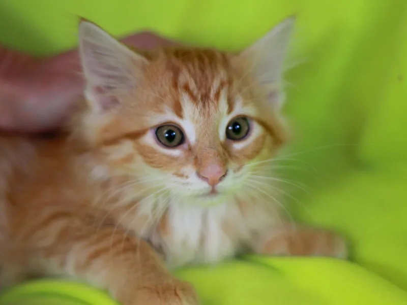 A baby small-sized female Orange / Red Domestic Long Hair cat named Predator for adoption in Cookeville, TN
