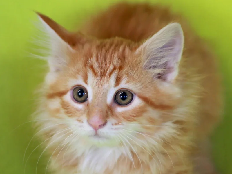 Predator thumbnail 2