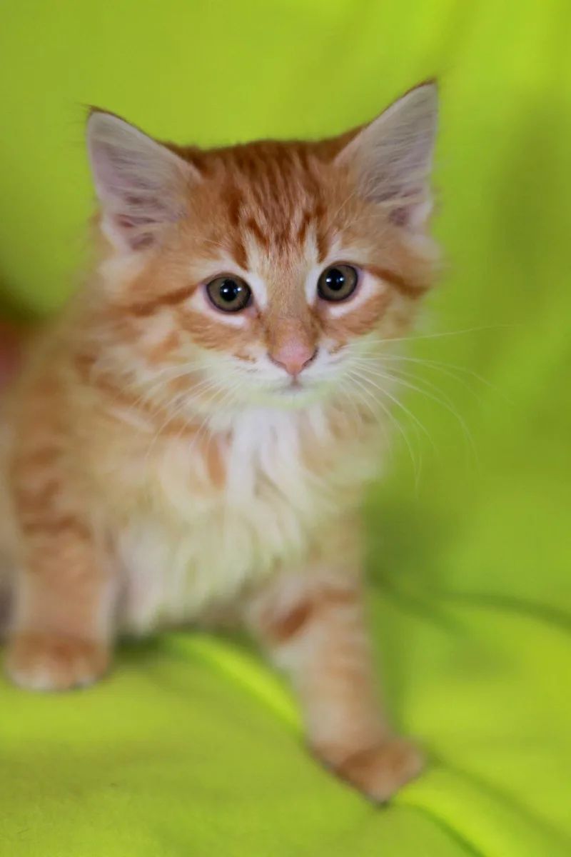 Predator thumbnail 3