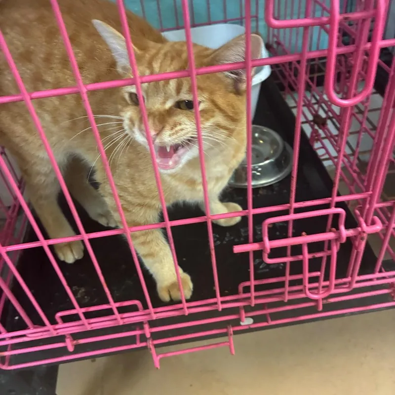 A young medium-sized male Orange / Red Domestic Short Hair cat named Sunny D for adoption in Gadsden, AL