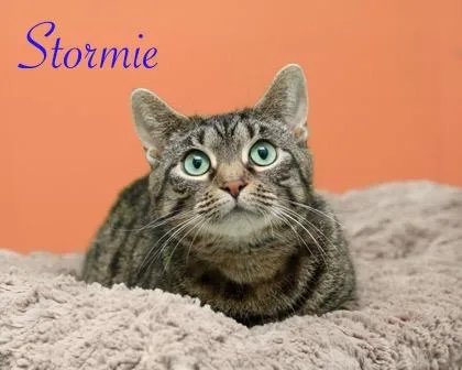 Stormie
