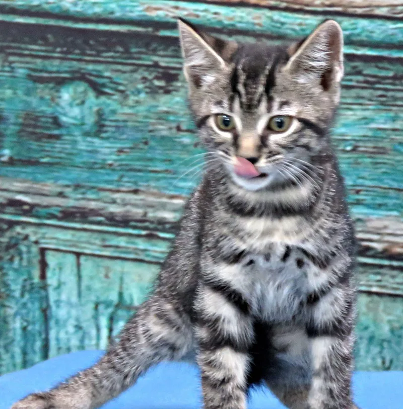 A baby medium-sized female Tabby (Brown / Chocolate) Domestic Short Hair cat named Mozart for adoption in Lexington, VA