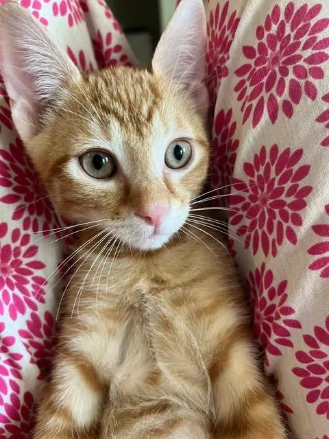A baby small-sized male Domestic Short Hair cat named Ares for adoption in Magnolia, TX
