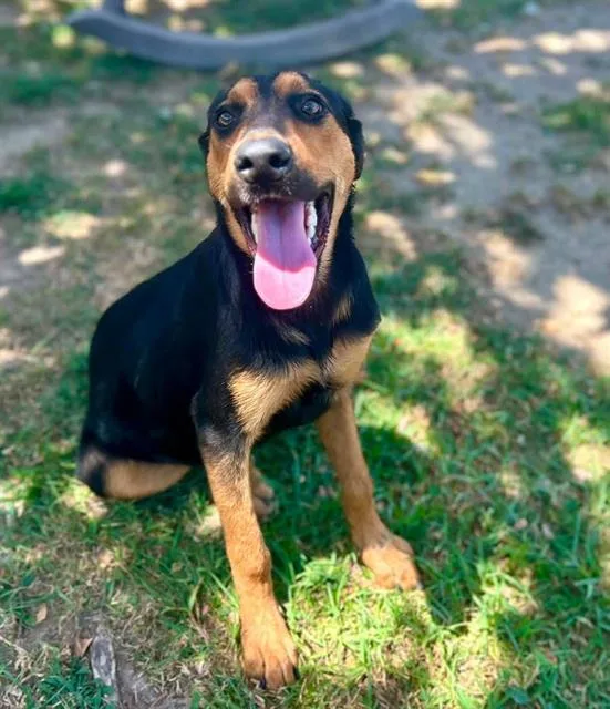 A young large-sized female Shepherd dog named Tyra for adoption in Riverside, CA