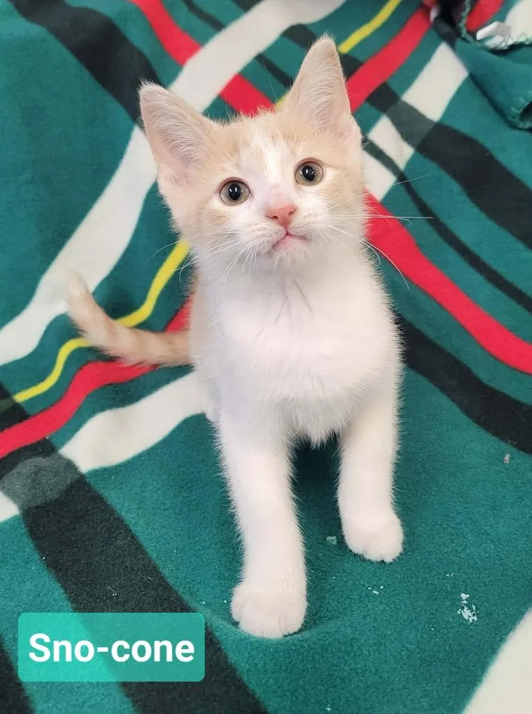 A baby small-sized male Domestic Short Hair cat named SnoCone for adoption in Richmond, IN
