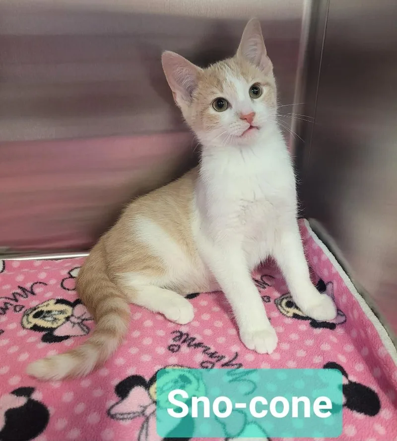 SnoCone thumbnail 3