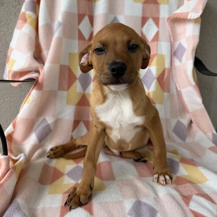 A baby small-sized male Yellow / Tan / Blond / Fawn Labrador Retriever dog named Jorts for adoption in Carencro, LA