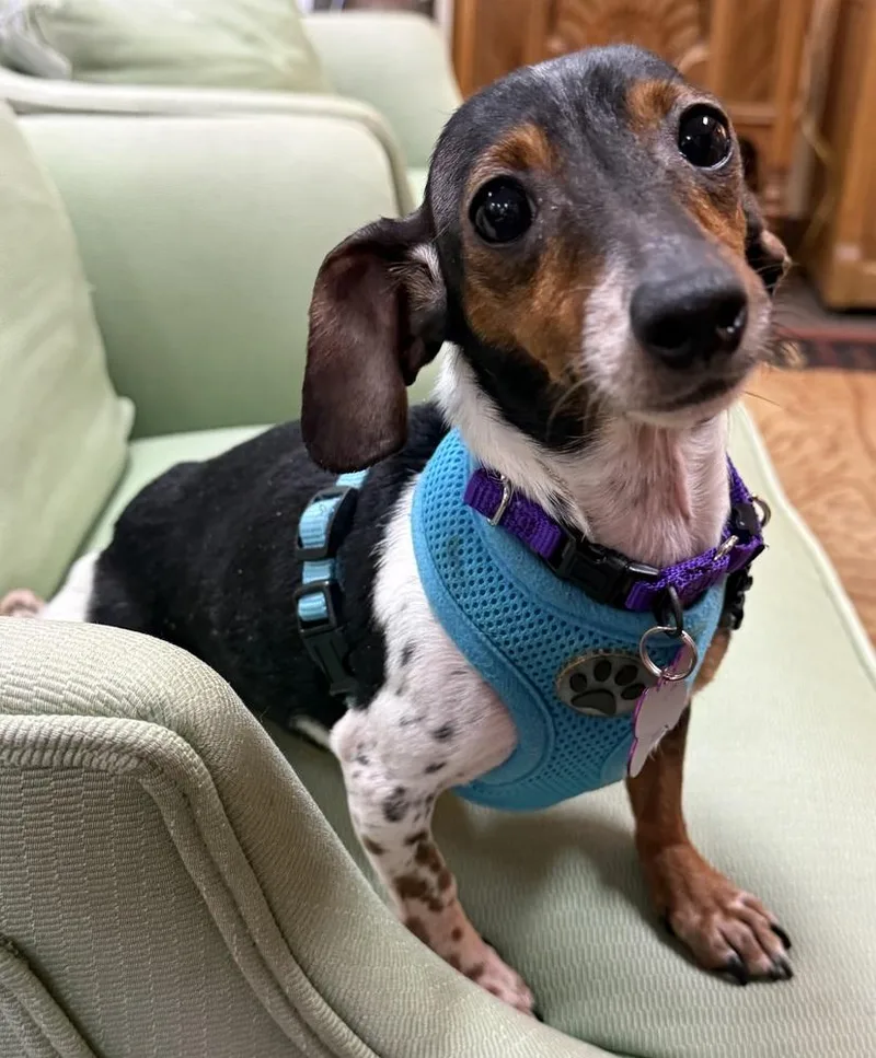 Madame Delacroix thumbnail 2