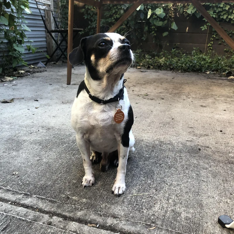 An adult small-sized male Chihuahua dog named Bubba for adoption in Brooklyn, NY