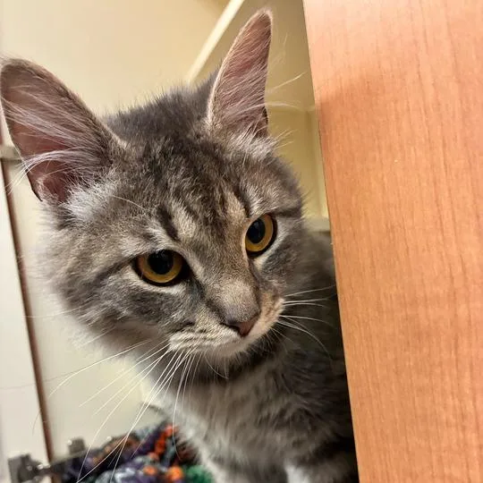 An adult small-sized male Gray / Blue / Silver Domestic Short Hair cat named Hopscotch for adoption in Dayton, OH