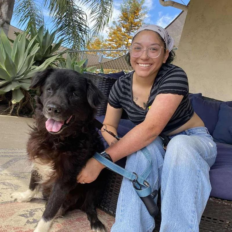 A senior medium-sized male Black Black Labrador Retriever dog named Laxis Larkin for adoption in Ramona, CA