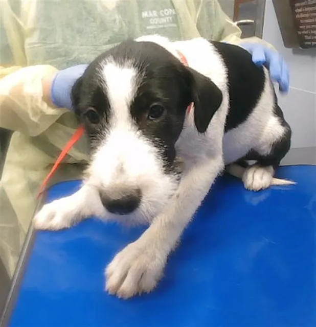 A baby large-sized male Labrador Retriever dog named Dice for adoption in Phoenix, AZ