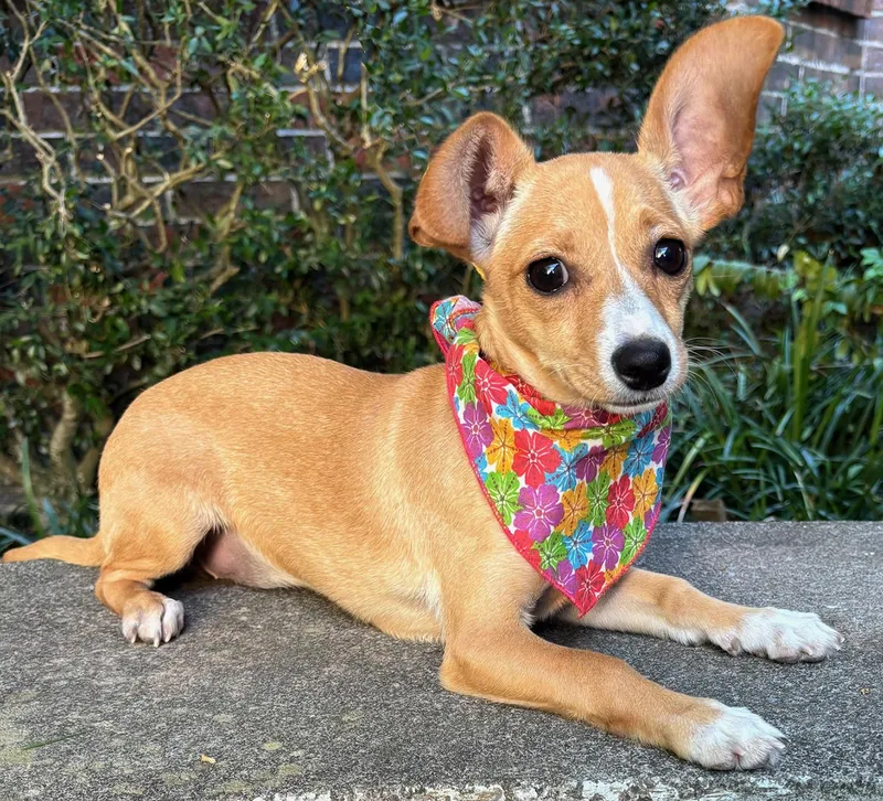 A young small-sized female Golden Chihuahua dog named Little Brooklyn  Chihuahua for adoption in Cypress, TX