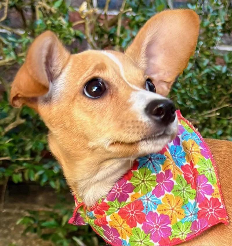 Little Brooklyn  Chihuahua thumbnail 2