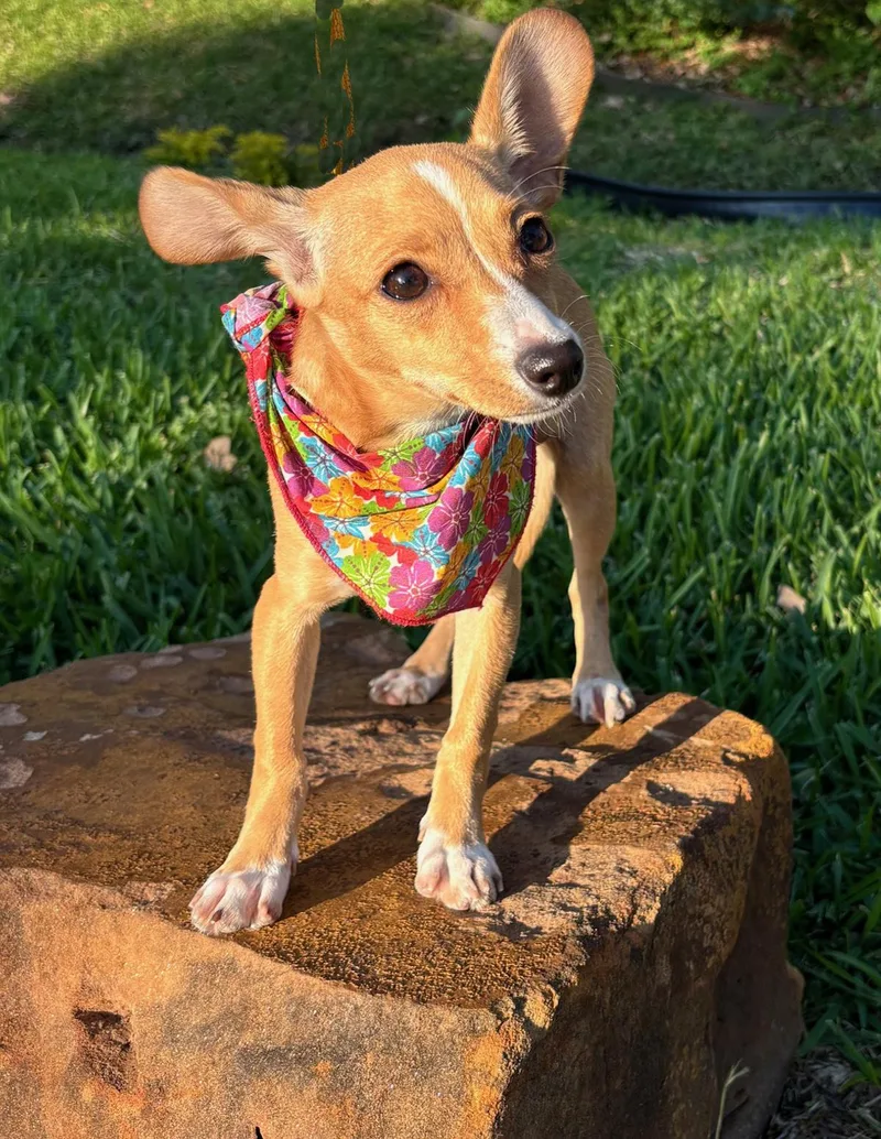 Little Brooklyn  Chihuahua thumbnail 3