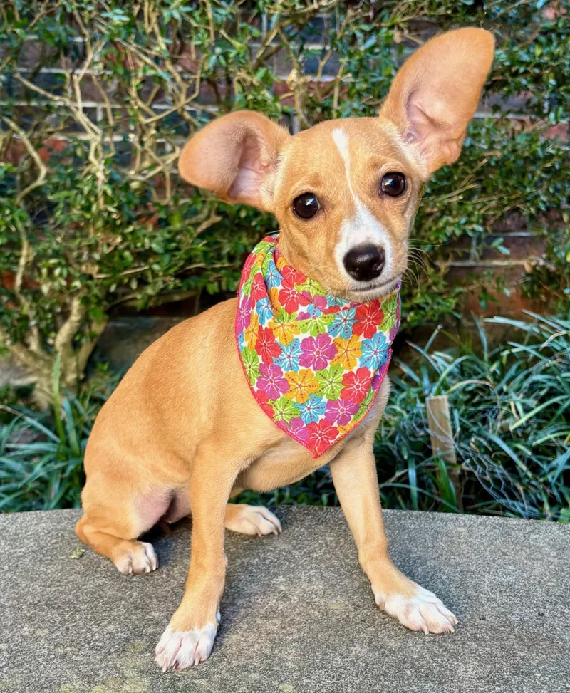 Little Brooklyn  Chihuahua thumbnail 4