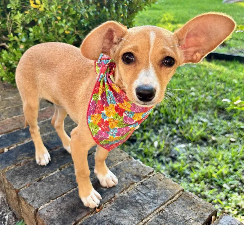 Little Brooklyn  Chihuahua thumbnail 5