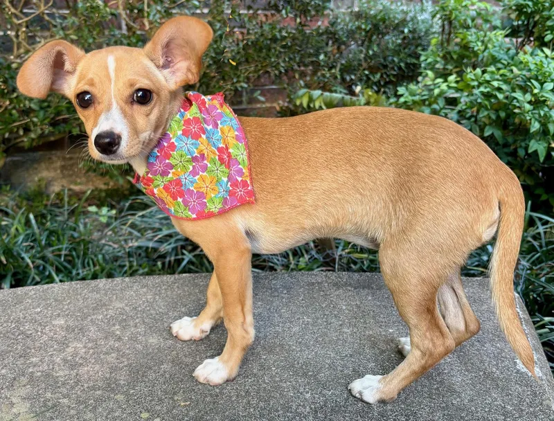 Little Brooklyn  Chihuahua thumbnail 6