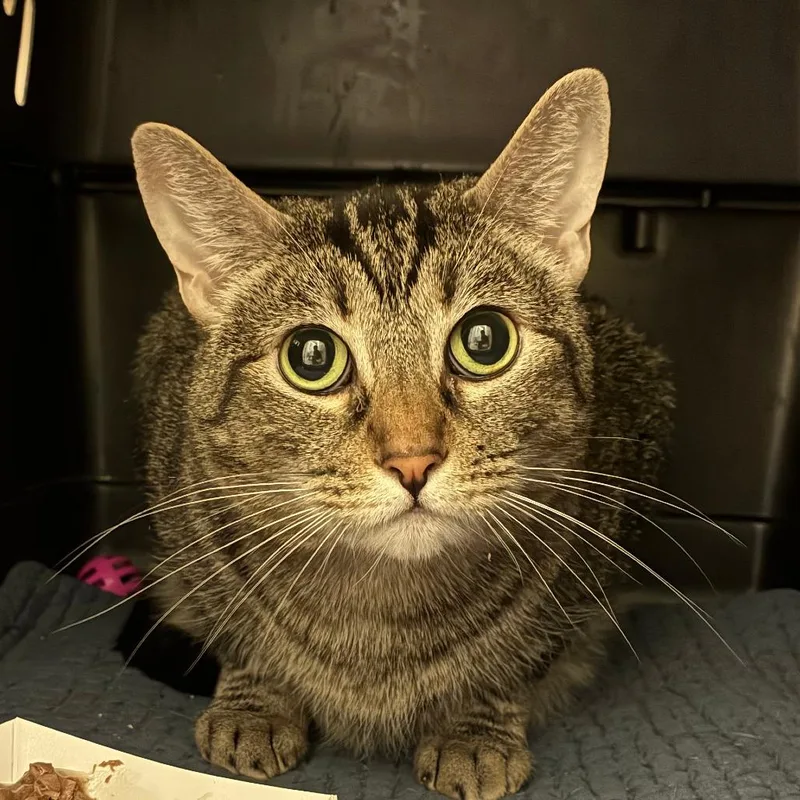 An adult large-sized female Brown / Chocolate Domestic Short Hair cat named Right Twix for adoption in St. Helena, CA